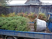 Посадка крупномеров